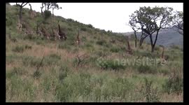 Giraffe being chased by African Wild dogs in Kruger national park