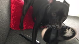 Pup wants to go walkies but can't wait and steals his mum's shoes