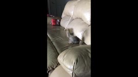 Happy squirrel loves hopping about on owner's couch