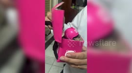 Pet sugar glider wears pink costume of food delivery riders