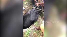 Cow rescued from sewer hole in southern India