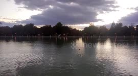 Los patos en el retiro en este otoño