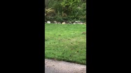 Wild stoat flips and twists in funny dance to attract its prey