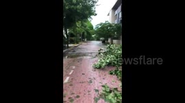 Trees strewn across road in aftermath of Tropical Storm Gamma