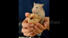 Tiny hamster content as she munches on her favourite snack