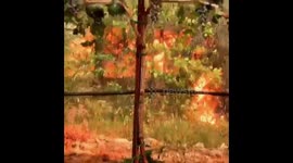 Flames tearing through wine Vineyard In Napa county , firefighters still battling the blade called the glass fire