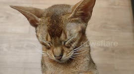 Rare seen footage of cat standing while sleeping