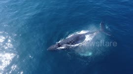 Breaching humpback whale creates a rainbow with its breath