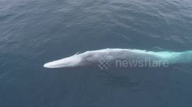 Playful whale