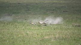 Cheetah kicks up dust as it chases down a gazelle in Maasai Mara