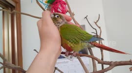 'He loves snuggles!' Pally parrot leans into owner's hand for a hug in latest viral pet trend