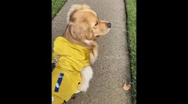 Not everyone is excited for Halloween! Pup refuses to walk by house with spooky decorations