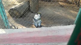 Grivet Monkey Family Inside Giza Zoo