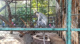 Grivet Monkey Picking Up Visitors Snacks