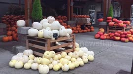 Americans get ready for Halloween and Pumpkin Season