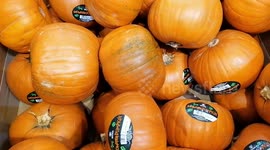 Pumpkins for sale