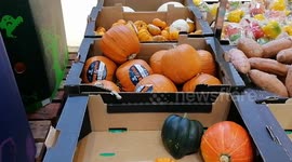 Pumpkins for Sale