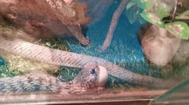 Snake salivates and devours quail egg
