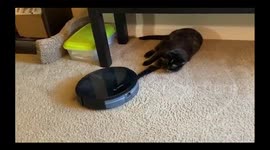 Mischievous cat's battle with vacuum robot attempting to clean room