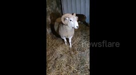 Intelligent sheep learns to ask for treats politely