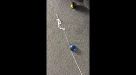 AFTER WATCHING AN EXAMPLE ON TV - CONFUSED PUPPY USES STRING TO LOCATE THE LOUNGE