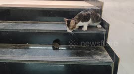 Cat plays with a rat before making its meal in Western India