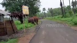 Crowd cheers as trapped elephant calf escapes from canal in eastern India
