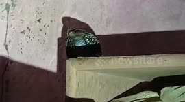 Grocery store in northern India gets bizarre surprise of COBRA