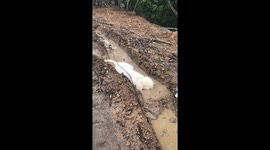 Dog entertains itself by playfully blowing bubbles into muddy puddle