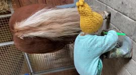 Little toddler cleaning ponny’s hoofs