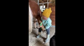 Little toddler tried to clean ponny’s hoofs.