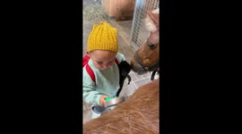 Little toddler brushes her ponny with a cat