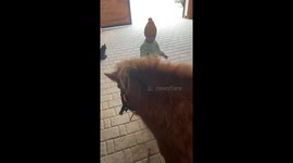 Little toddler taking her ponny for a ride.