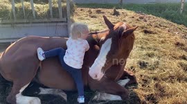 Little toddler hugs and tries ti sit on her horse