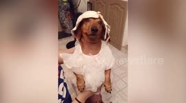 Woman hands down cherished baptism gown to her pet Dachshund