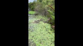 Baby alligators at Boyd Hill Preserve, St. Pete, FL