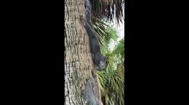 Squirrel drops his nut