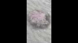 Scary huge jellyfish