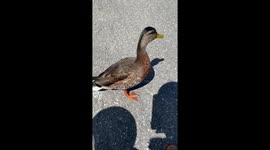 Duck asking for food