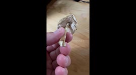 Closeup of a poison mushroom