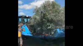 Mechanically harvesting olives is a majestical process