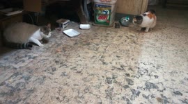 Mummy Angeila Found Strange Cat In Her House