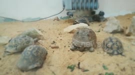 Gathered Family Of Turtles Inside Paleontology Museum