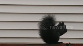 Black squirrel spotted eating food on fence in Calgary