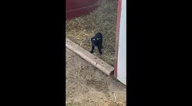 Just born baby goat