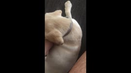 Puppy loves to bite