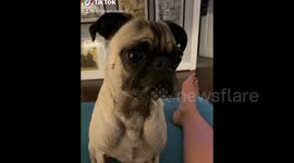 US:  Pug Confused By “Pretend To Pet Your Dog” Challenge