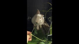 Cute baby bunny enjoys gently eating a leaf