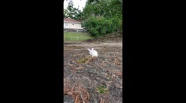 Sweet little bunny loves running outside in her hometown Selangor, Malaysia