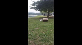 Malaysian baby bunny inspects her pet carrier from outside